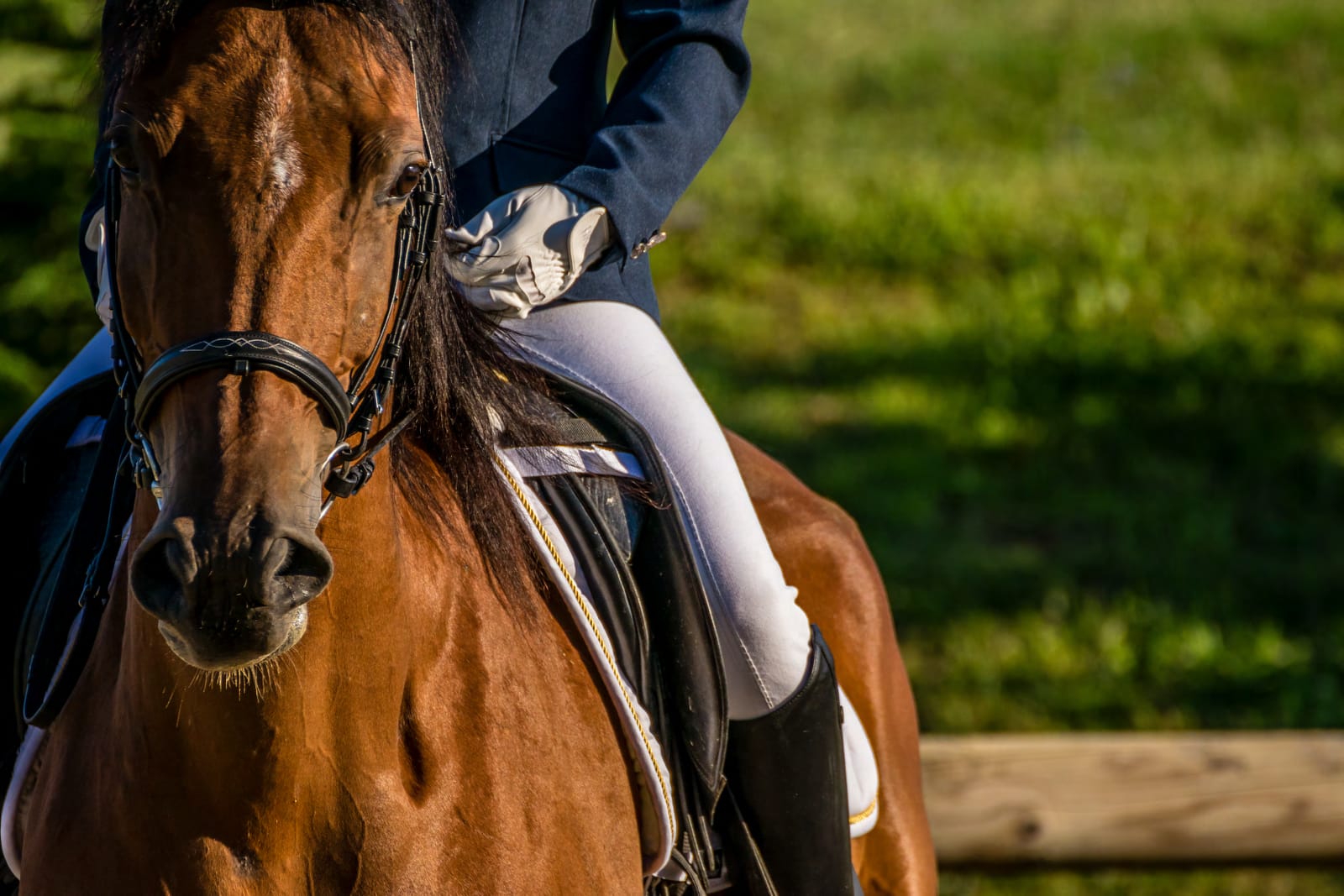 Equestrian rider on a bay horse — a lifestyle of prestige and privacy